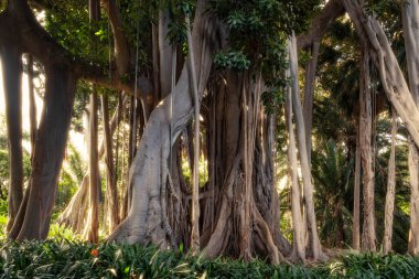 big Ficus Macrophylla tree in tropical forest