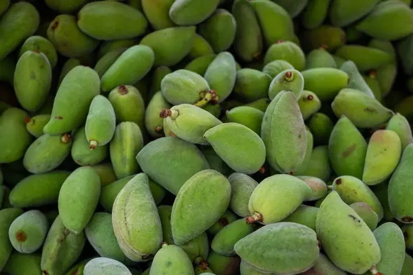 fresh green almonds in shell, almond pile