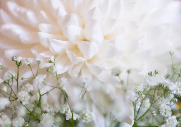 stock image flower closeup, bunch of flowers