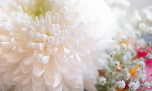 Blume Nahaufnahme Blumenstrauß — Stockfoto