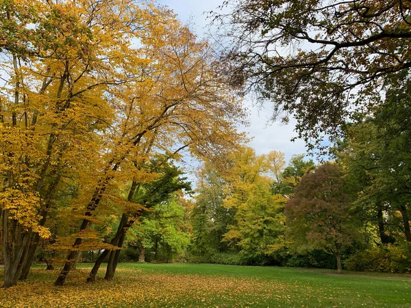 Δέντρα Και Λιβάδια Κατά Την Φθινοπωρινή Περίοδο Φθινοπωρινό Τοπίο — Φωτογραφία Αρχείου