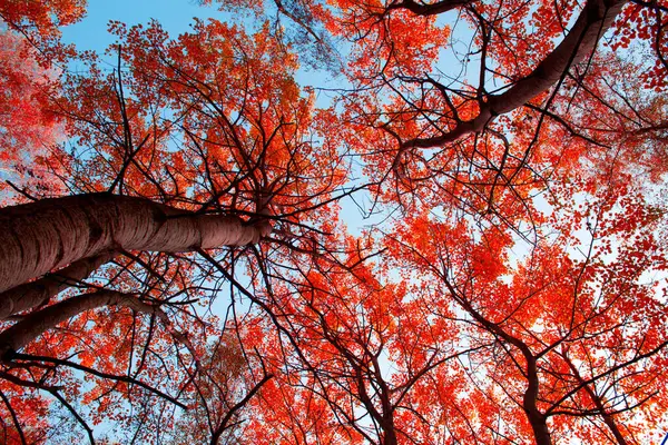 Bäume Mit Roten Blättern Und Himmel Herbstliche Natur — Stockfoto