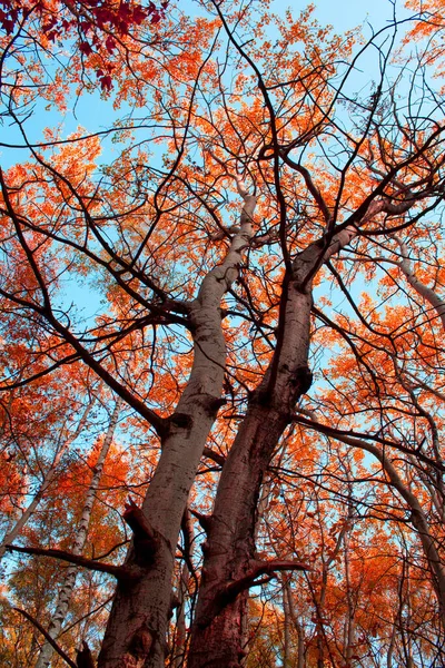 Bäume Mit Roten Blättern Herbstliche Baumlandschaft — Stockfoto