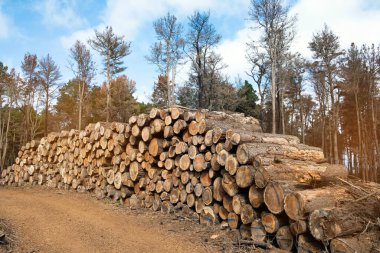 Freshly Cut Trees Stacked for Logging in a Natural Landscape clipart