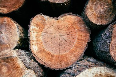 Ağaç kütüklerine yakın çekim. Yığılmış Kereste Kayıtları, Doğal Ahşap Doku Arkaplanı.