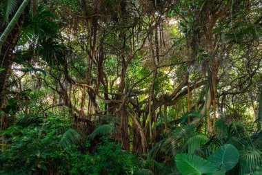 Ormanın içinde, yağmur ormanı doğası. Tropik orman manzarası .