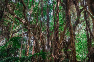 Ormanın içinde, yağmur ormanı doğası. Tropik orman manzarası .