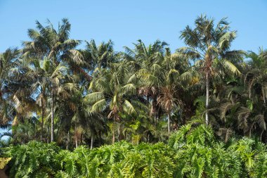 Tropikal bitkiler ve plam ağaçları - palmiye ağaçları ormanı .