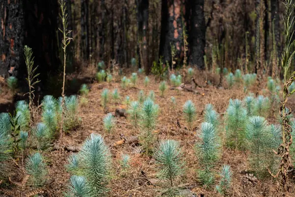 young trees, tree seedlings in forest - burned pine forest .