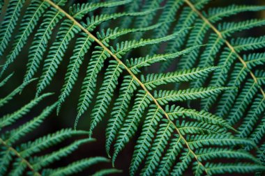 Eğreltiotu yaprakları yakın plan - yaprak makro -