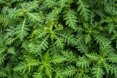 Eğreltiotu bitkisi, yakın plan, orman bitkileri - yapraklar arka plan -