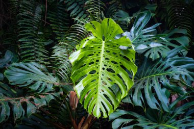 Canavar yaprakları - tropikal orman bitkisi, Philodendron .