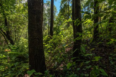 Tayland 'ın kuzeyindeki Çam Ormanı.