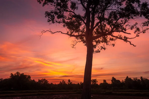 Nubes Vívidas Coloridas Con Grandes Siluetas Árboles Primer Plano — Foto de Stock