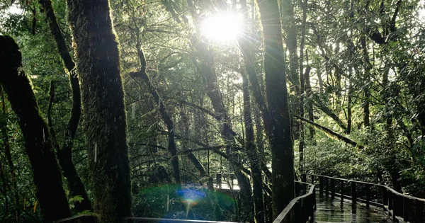 苔で覆われた木々に囲まれた雨の中 熱帯雨林の上を歩く橋 土居インタノン国立公園 チェンマイ — ストック写真