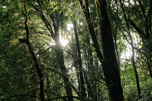 苔で覆われた木々に囲まれた雨の中 熱帯雨林の上を歩く橋 土居インタノン国立公園 チェンマイ — ストック写真