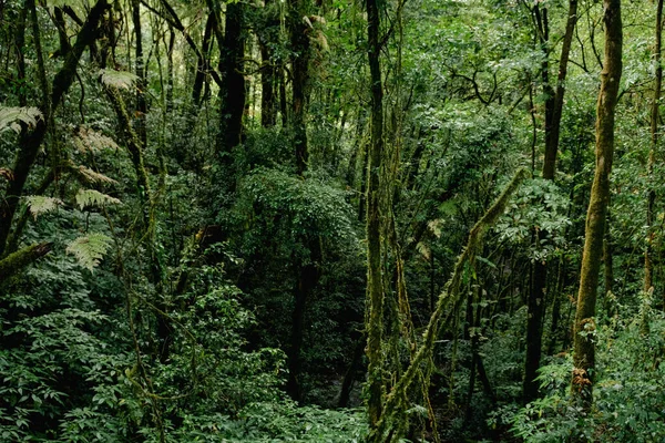 Prachtig Close Uitzicht Majestueuze Enorm Groene Regenwoud Doi Inthanon Nationaal — Stockfoto