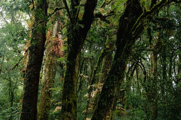 Vacker Närbild Den Majestätiska Och Massivt Gröna Regnskogen Doi Inthanon — Stockfoto