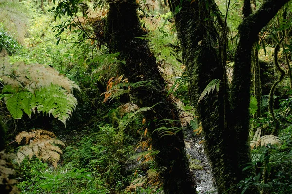 Prachtig Close Uitzicht Majestueuze Enorm Groene Regenwoud Doi Inthanon Nationaal — Stockfoto