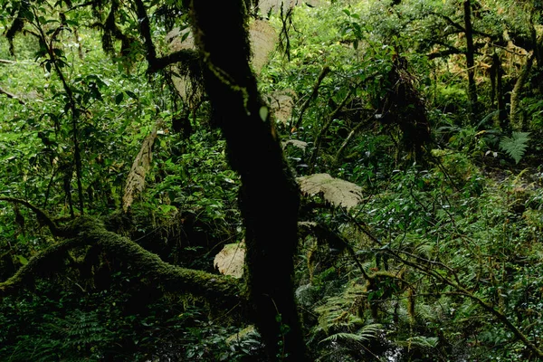 Hermosa Vista Cerca Majestuosa Verde Selva Tropical Parque Nacional Doi — Foto de Stock
