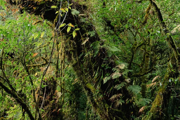 インタノン国立公園 チェンマイ タイの雄大な大規模な緑の熱帯雨林の美しい近景 — ストック写真