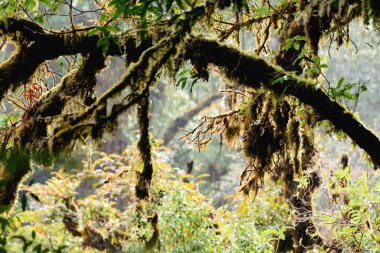 Doi Inthanon Ulusal Parkı, Chiang Mai, Tayland 'daki görkemli ve devasa yeşil yağmur ormanlarının güzel yakın görüntüsü.