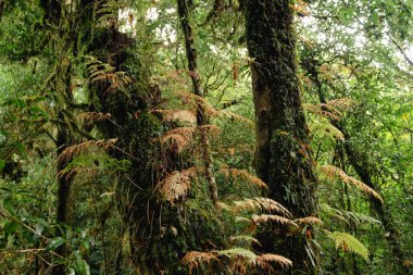 Doi Inthanon Ulusal Parkı, Chiang Mai, Tayland 'daki görkemli ve devasa yeşil yağmur ormanlarının güzel yakın görüntüsü.