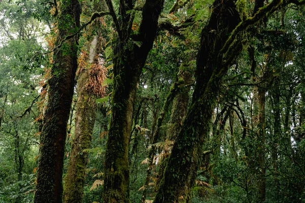 Gyönyörű Közelkép Kilátás Fenséges Masszívan Zöld Esőerdő Doi Inthanon Nemzeti — Stock Fotó