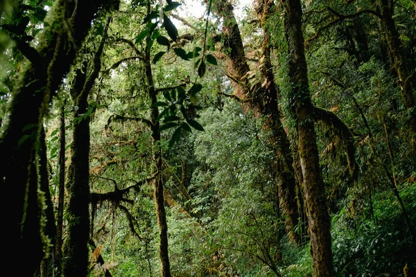 Gyönyörű Közelkép Kilátás Fenséges Masszívan Zöld Esőerdő Doi Inthanon Nemzeti — Stock Fotó