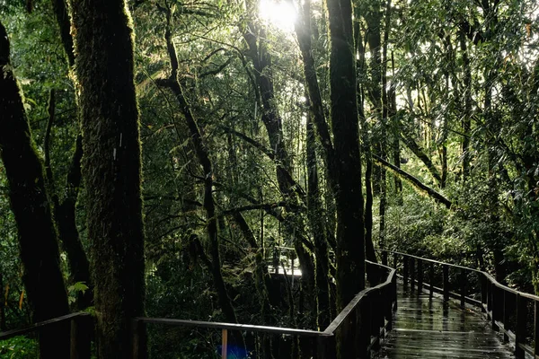 Puente Peatonal Sobre Selva Tropical Durante Lluvia Rodeado Árboles Cubiertos Imagen De Stock