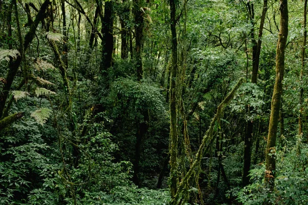 Hermosa Vista Cerca Majestuosa Verde Selva Tropical Parque Nacional Doi Fotos De Stock