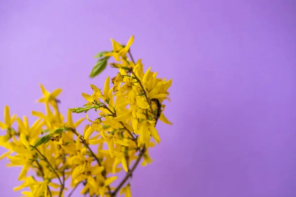 purple and yellow spring flowers on violet paper background.