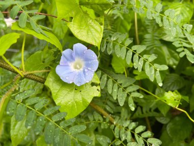 Sabah çiçeği yağmur damlası, seçici odak