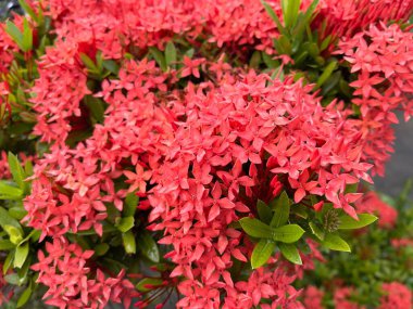 Kırmızı Ixora çiçekleri, Rubiaceae familyasından bir bitki türü. Güney Hindistan, Bangladeş ve Sri Lanka 'ya özgü yaygın çiçekli çalılar. Surinam 'ın ulusal çiçeği. Seçici odak