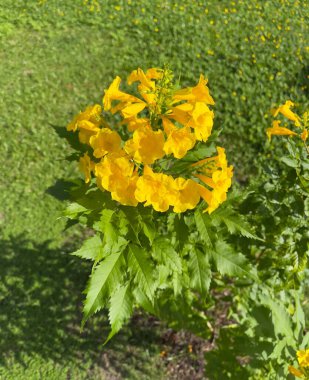 Beautiful Yellow elder flowers, selective focus.(Trumpetbush, Trumpet flower) clipart
