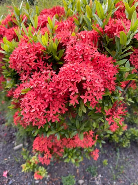 Kırmızı Ixora çiçekleri, Rubiaceae familyasından bir bitki türü. Güney Hindistan, Bangladeş ve Sri Lanka 'ya özgü yaygın çiçekli çalılar. Surinam 'ın ulusal çiçeği. Seçici odak