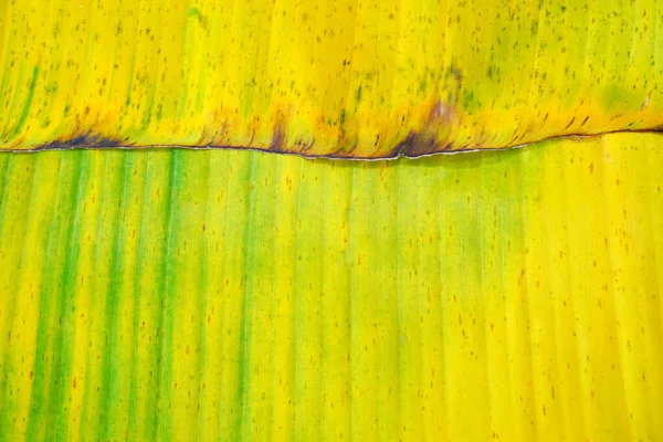 Banana Leaves Background Texture Autumn Leaves Yellow Leaf Background Banner — Stock Photo, Image