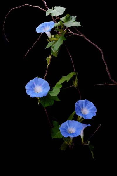 Japanese morning glory flowers isolated on black background. Japanese morning glory flowers (Ipomoea nil) is a species of Ipomoea morning glory, known as picotee morning glory, or ivy morning glory.