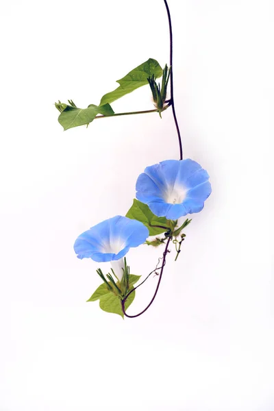 Japanese morning glory flowers isolated on white background. Japanese morning glory flowers (Ipomoea nil) is a species of Ipomoea morning glory, known as picotee , or ivy morning glory.