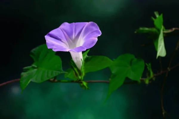 Άγρια Ιαπωνικά Λουλούδια Δόξα Πρωί Ipomoea Nil Είναι Ένα Είδος — Φωτογραφία Αρχείου