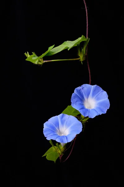 Japonské Ranní Sláva Květiny Izolované Černém Pozadí Japonská Ranní Sláva — Stock fotografie