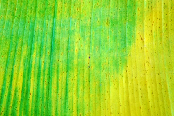 Bananenbladeren Achtergrond Textuur Herfst Bladeren Groen Geel Blad Achtergrond Voor — Stockfoto