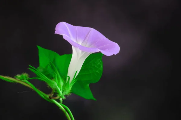Wild Japanese morning glory flowers (Ipomoea nil) is a species of Ipomoea morning glory known by several common names, including picotee morning glory, ivy morning glory. Selective focus
