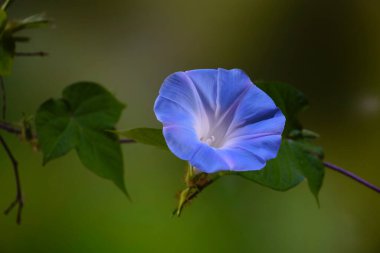 Wild Japanese morning glory flowers (Ipomoea nil) is a species of Ipomoea morning glory known by several common names, including picotee morning glory, ivy morning glory. Selective focus clipart