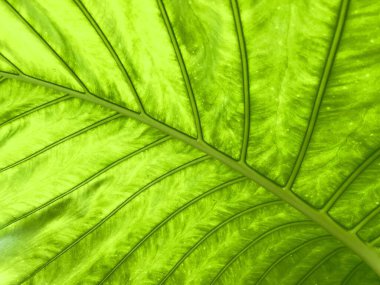 Tropical green leaf texture and background for spring and summer season