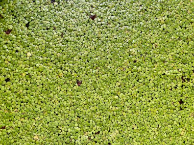 Common duckweed (Lemna perpusilla) or Minute duckweed the small green floating aquatic plants, background and texture clipart