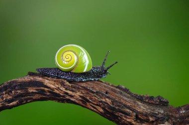 Küba salyangozları (Polymita picta) Küba 'nın en güzel kara salyangozları, nadide, nesli tükenmekte olan ve korunmakta olan 