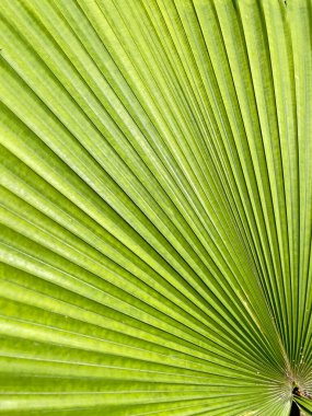 Palm leaf texture for spring and summer background. Tropical green leaves background and texture. Botany green banner