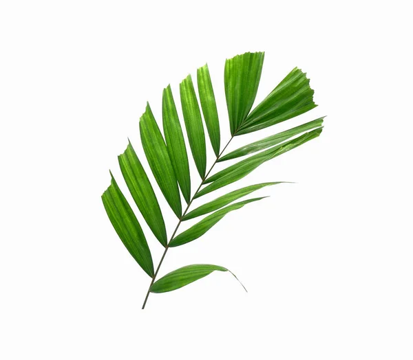 Liść Palmy Izolowany Białym Tle Tropikalny Zielony Liść Śliwki Liści — Zdjęcie stockowe