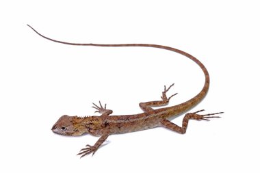 Beyaz arkaplanda yaygın bahçe kertenkelesi